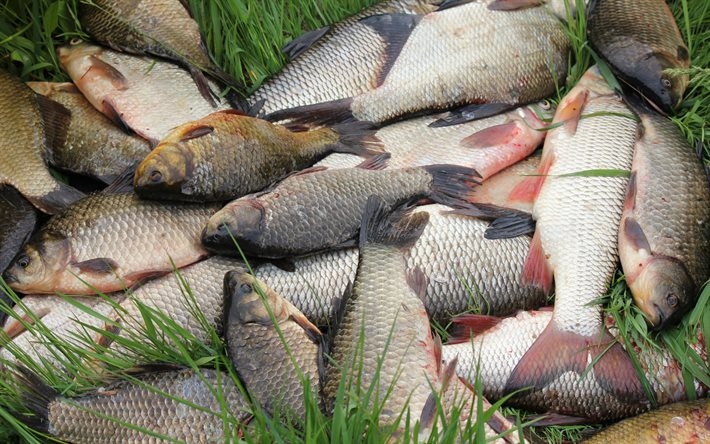 З початку року на Кіровоградщині добуто понад 551 тонну риби