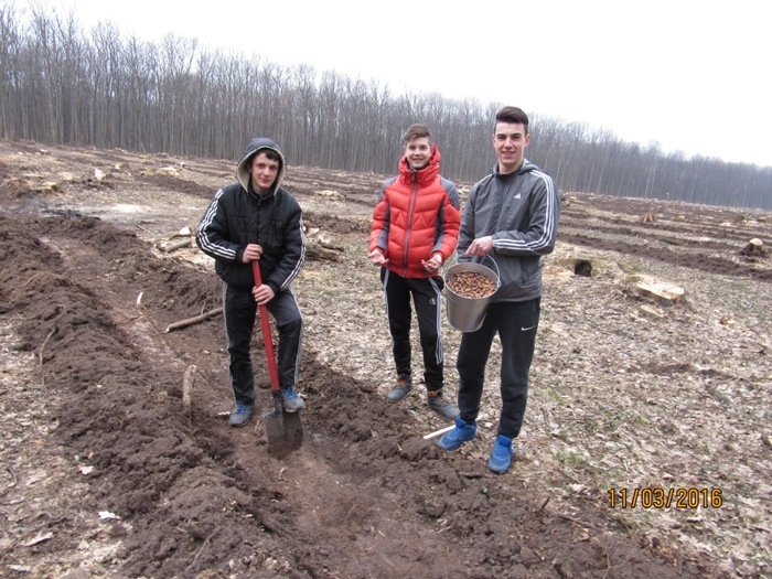 У Чорноліському лісгоспі розпочали лісокультурну кампанію