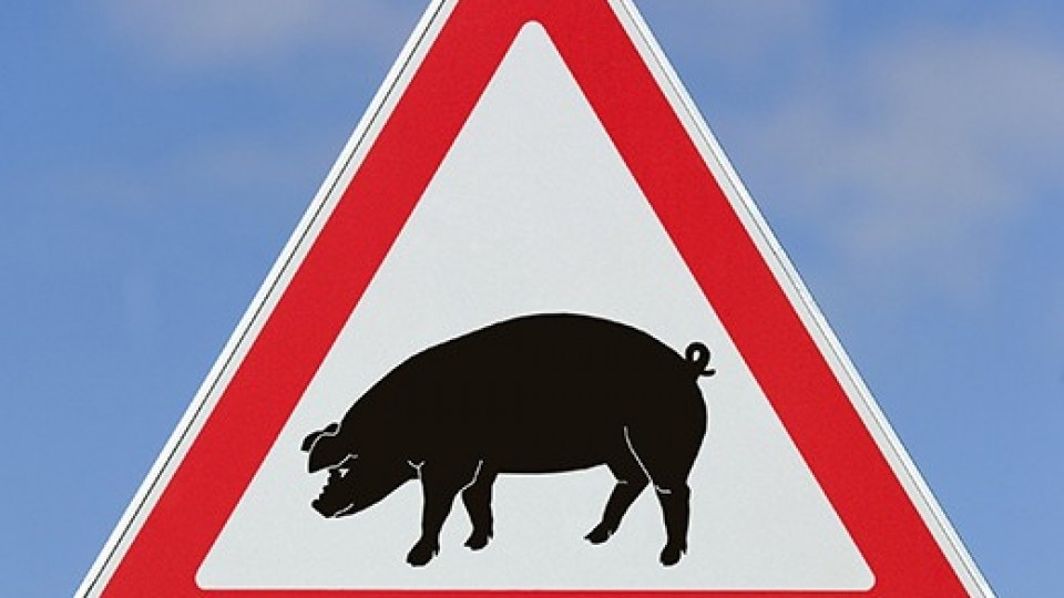 На Кіровоградщині зафіксовано африканську чуму свиней. У Світловодському районі приймають запобіжні заходи