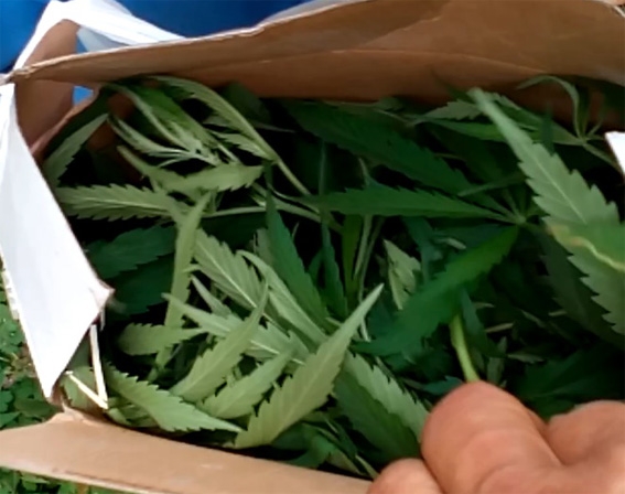 Поліцейські виявили у чоловіка нарковмісні рослини