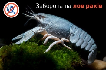 З 1 серпня в Україні почала діяти заборона на вилов раків