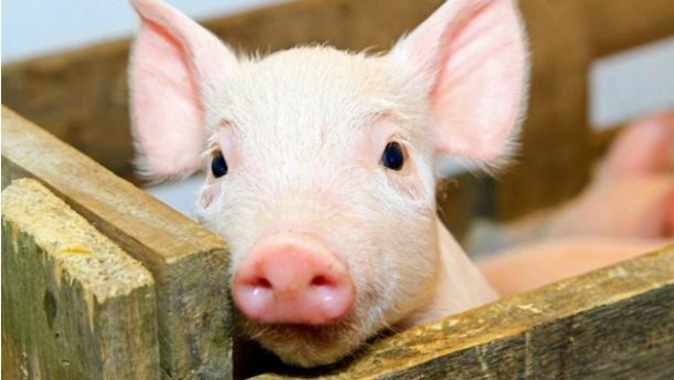 В Онуфріївському районі виявлено спалах африканської чуми свиней
