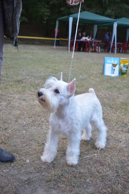 Всеукраїнська виставка собак відбулася у Світловодську