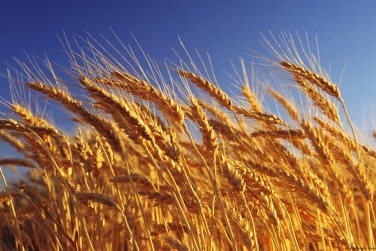 Україна збере другий за обсягом врожай в новітній історії