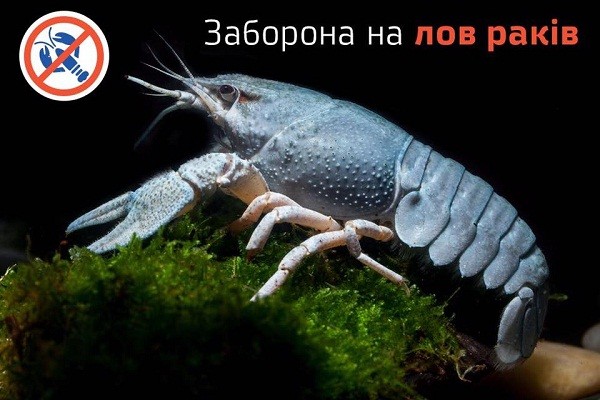 В українських водоймах розпочинається заборона на вилов раків у період їх другої линьки