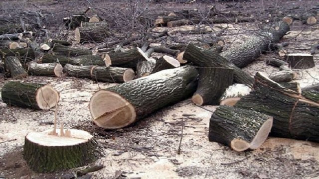 Оголошено підозру лісничому ДП «Олександрівське лісове господарство»