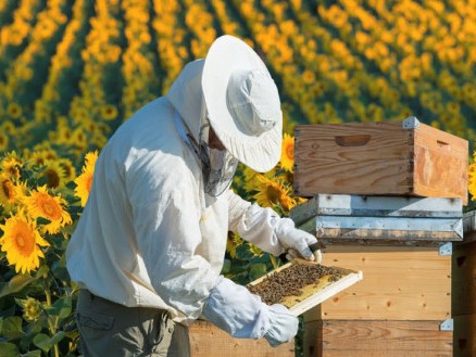 Пасічники з Кіровоградщини можуть отримати по 200 грн за бджолосім’ю