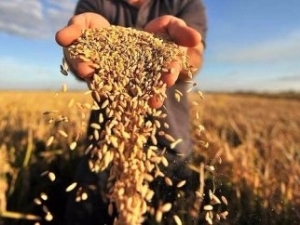 Кіровоградщина: у планах аграріїв зібрати 3,5 млн тонн зернових