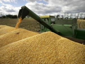 Кіровоградщина зібрала стільки зерна, що можна продавати на експорт