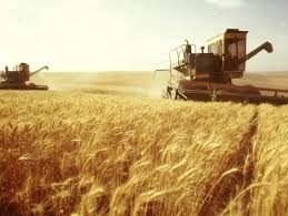 На Кіровоградщині зібрано два мільйони тонн зернових