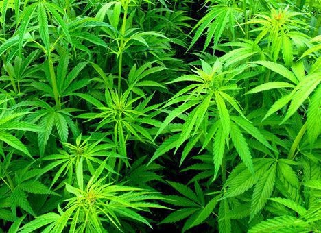 За результатами операції "Мак" на Кіровоградщині вилучено більше 11 тисяч нарковмісних рослин 