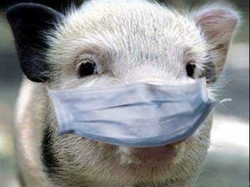Розроблено комплекс заходів щодо протидії поширення африканської чуми свиней