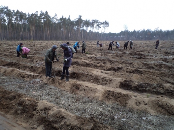 На Кіровоградщині розпочались лісопосадкові роботи