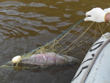 41 кг риби було виявлено в сітках браконьєрів у результаті рибоохоронного рейду в Світловодську