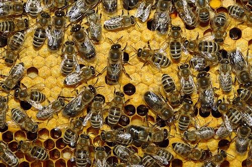Бджоли і пестициди