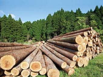 Лісогосподарська діяльність Кіровоградщини в минулому році