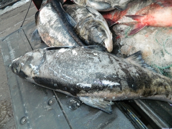 На Кіровоградщині СБУ спіймала групу рибних браконьєрів
