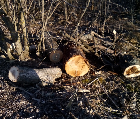 На Кіровоградщині правоохоронці затримали чоловіка за незаконну вирубку лісу