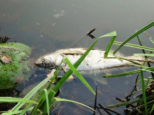 Встановлюються причини загибелі риби в Онуфріївському районі та в Олександрії 