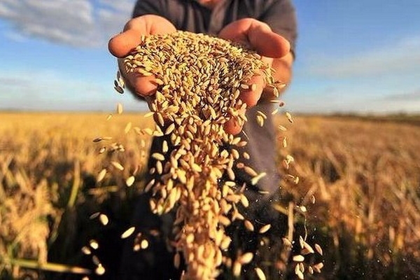 Підсумки збирання ранніх зернових на Кіровоградщині
