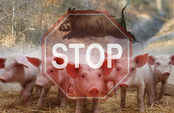 В області зареєстровано новий спалах африканської чуми свиней
