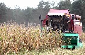 На полях області завершуєтьс збирання врожаю кукурудзи