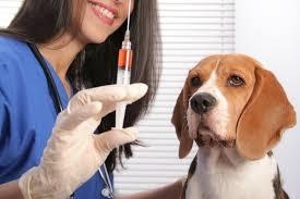Вакцинація домашніх тварин