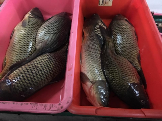 Факти торгівлі живою рибою під час нересту виявили інспектори Кіровоградрибохорони спільно з обласним Управлінням СБУ 