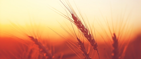 Україна зібрала майже 60 млн тонн зерна