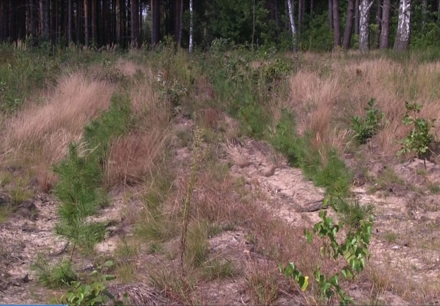 На Кіровоградщині створили 749 гектарів лісу