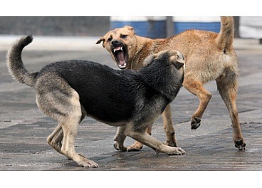 У Кропивницькому безкоштовно стерилізують безхатніх собак