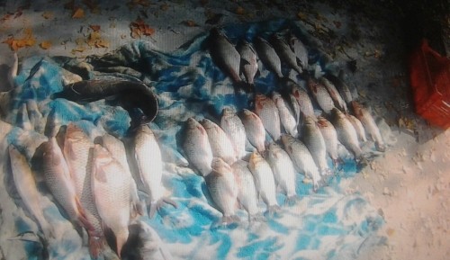 Протягом жовтня на Кіровоградщині вилучено 450 кг незаконної риби