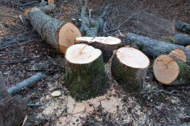 Поліцейські викрили жителя області у незаконній порубці лісу 