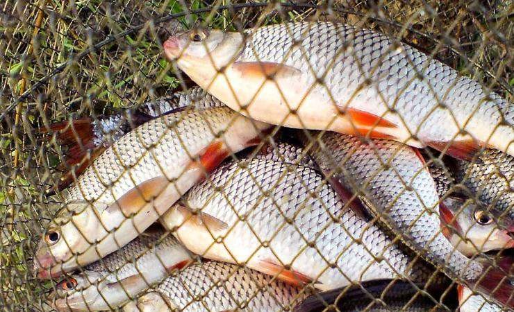 На Кіровоградщині поліцейські спільно з працівниками рибохорони викрили браконьєра 