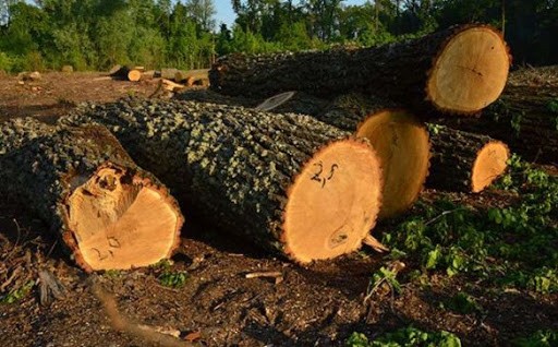 Незаконна порубка лісу: перед судом постане лісничий