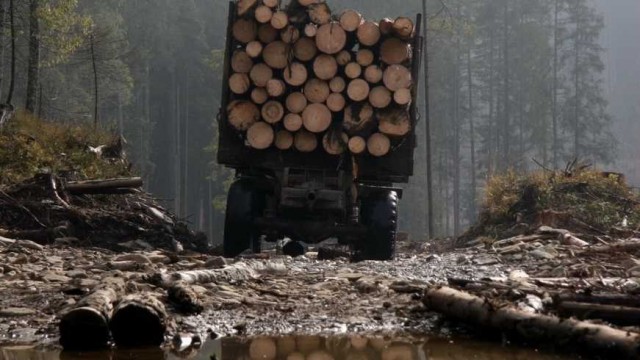 Відбудеться суд над полтавчанином, який на території Світловодщини вчинив незаконну порубку дерев на 3.8 млн грн