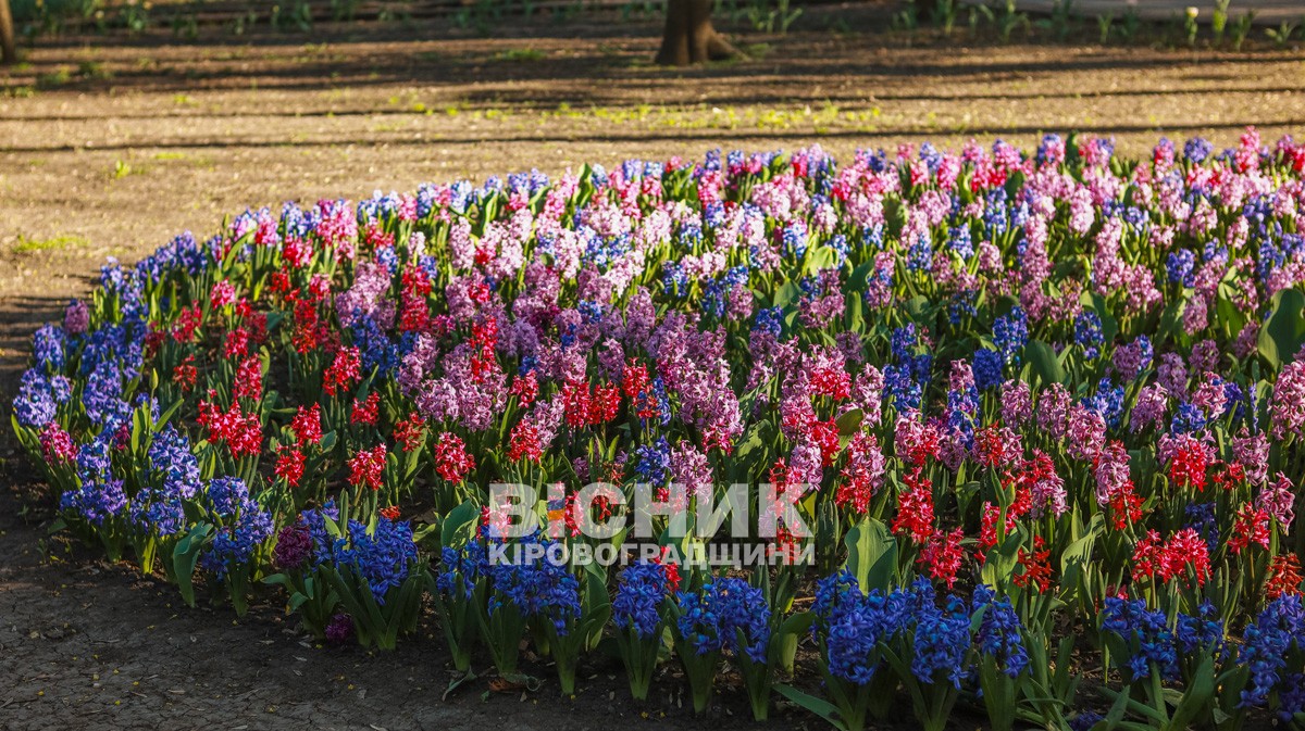 Квіткова феєрія та хіти Руслани: як Кропивницький відкрив весняний сезон у Дендропарку