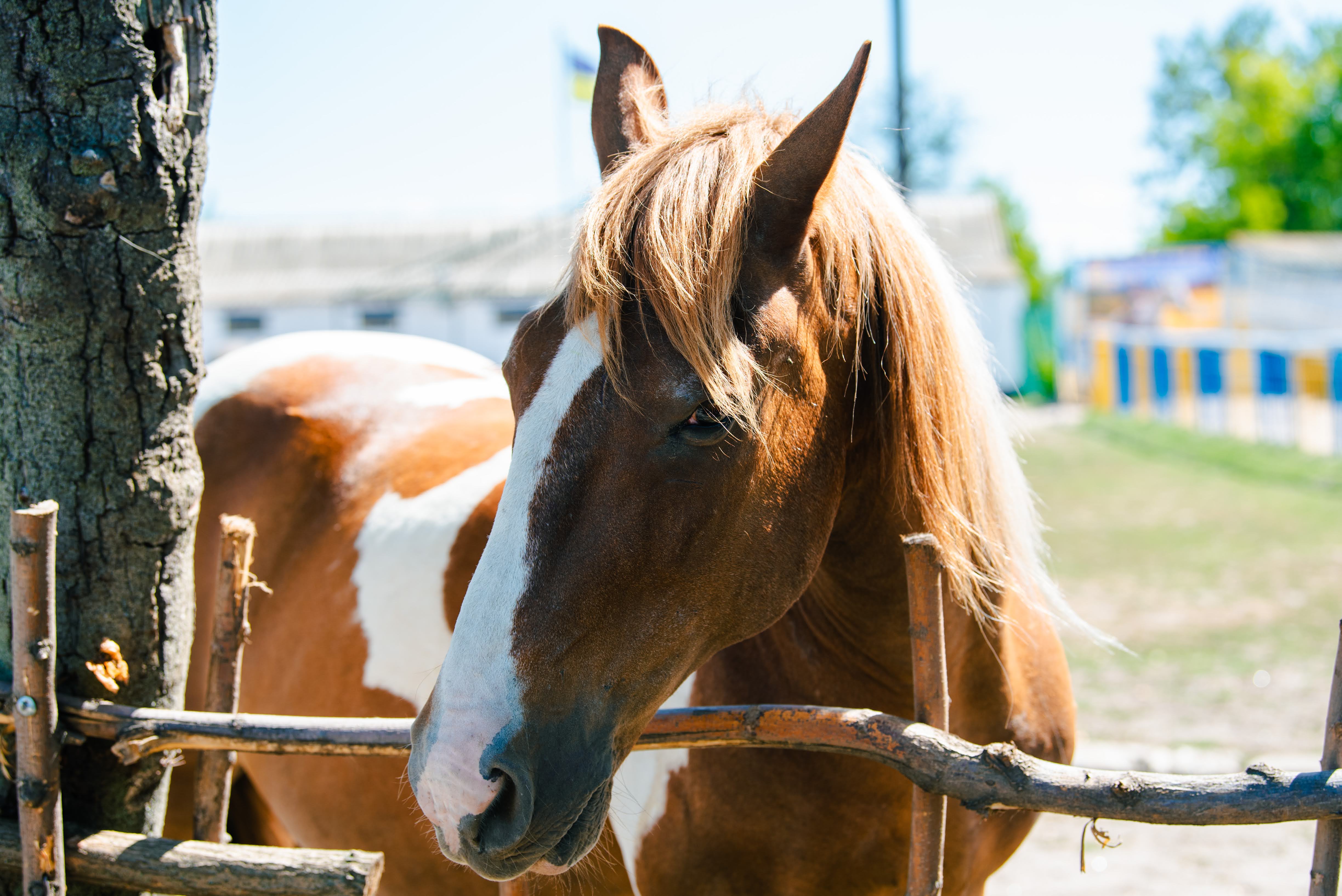 Кропивницький подарував херсонцям і містянам теплий день радості та підтримки Кропивницький подарував херсонцям і містянам теплий день радості та підтримки