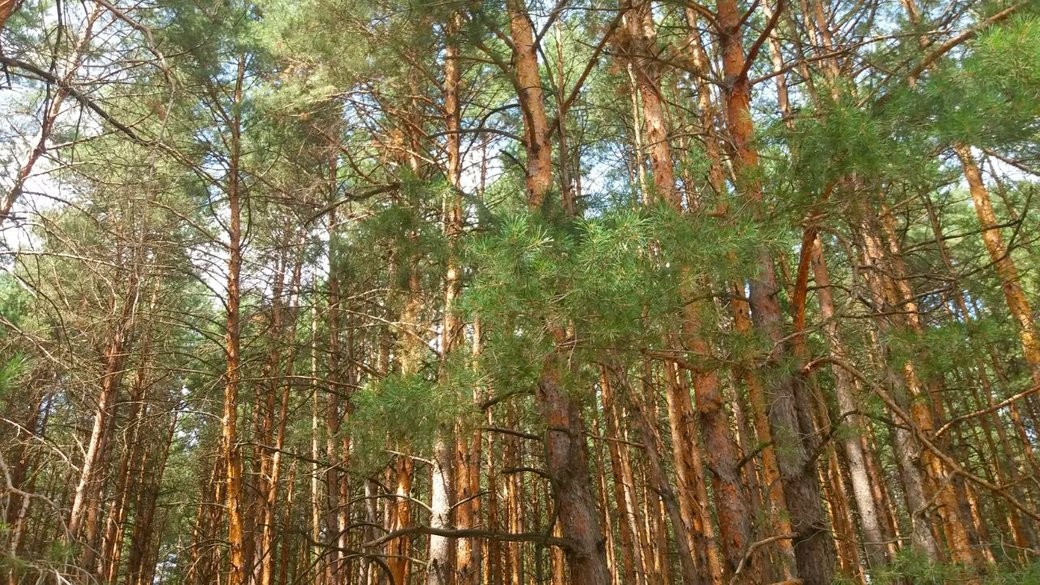 Ідеї: в області планують створити Національний природний парк