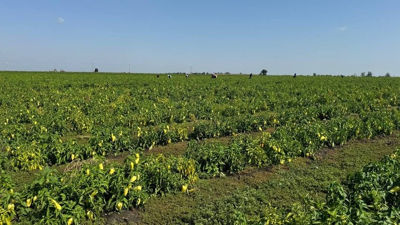 Врожай: засівають та збирають більше, ніж торік Врожай: засівають та збирають більше, ніж торік