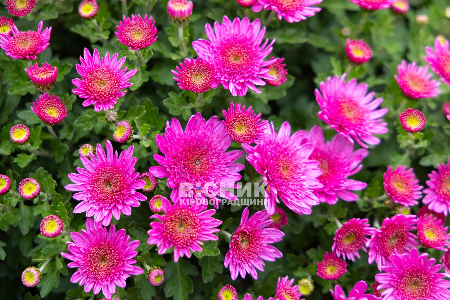 Полуниця, хризантеми і любов до життя: як Тамара Мирна з Іванівки на Кіровоградщині стала «ягідною фермеркою»