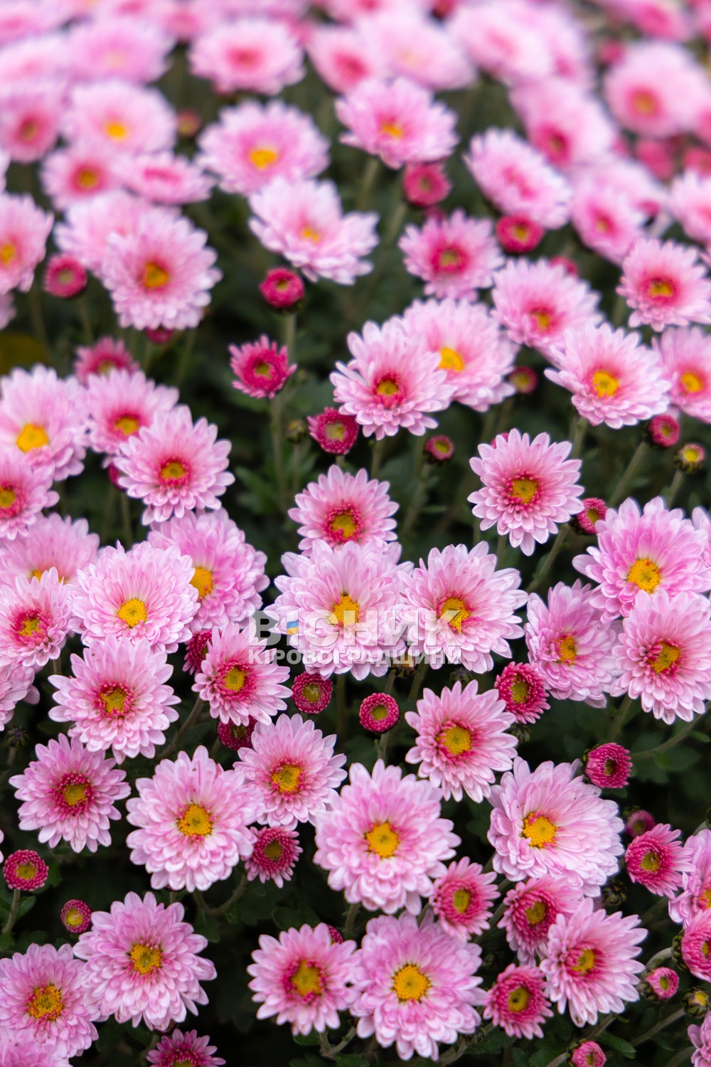 Полуниця, хризантеми і любов до життя: як Тамара Мирна з Іванівки на Кіровоградщині стала «ягідною фермеркою»