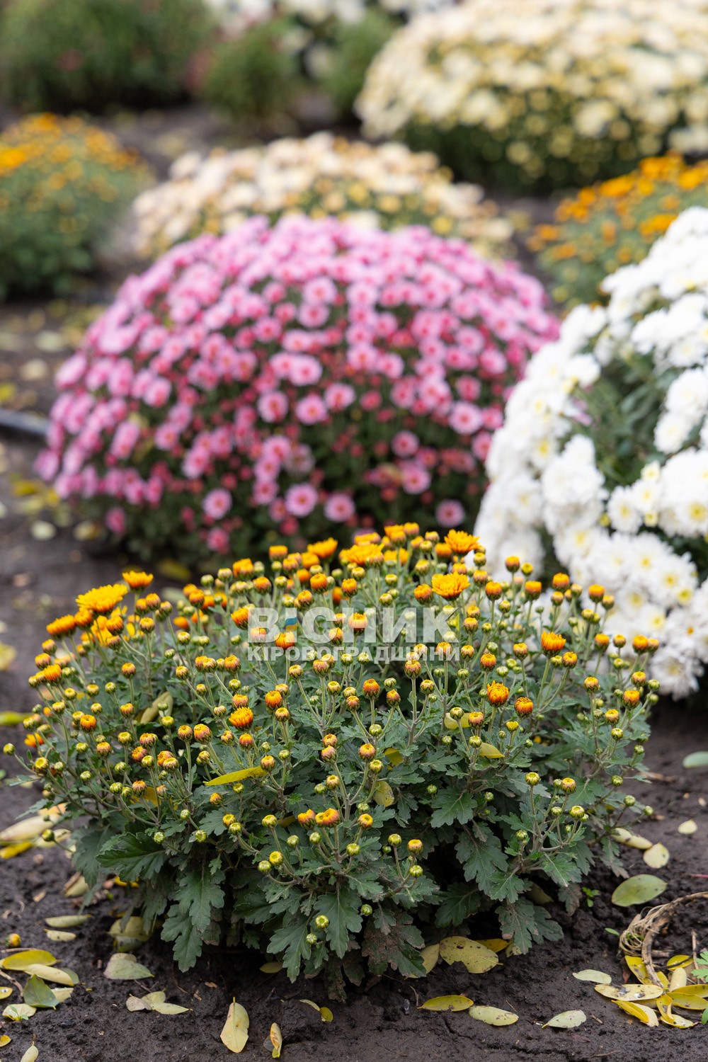 Полуниця, хризантеми і любов до життя: як Тамара Мирна з Іванівки на Кіровоградщині стала «ягідною фермеркою»