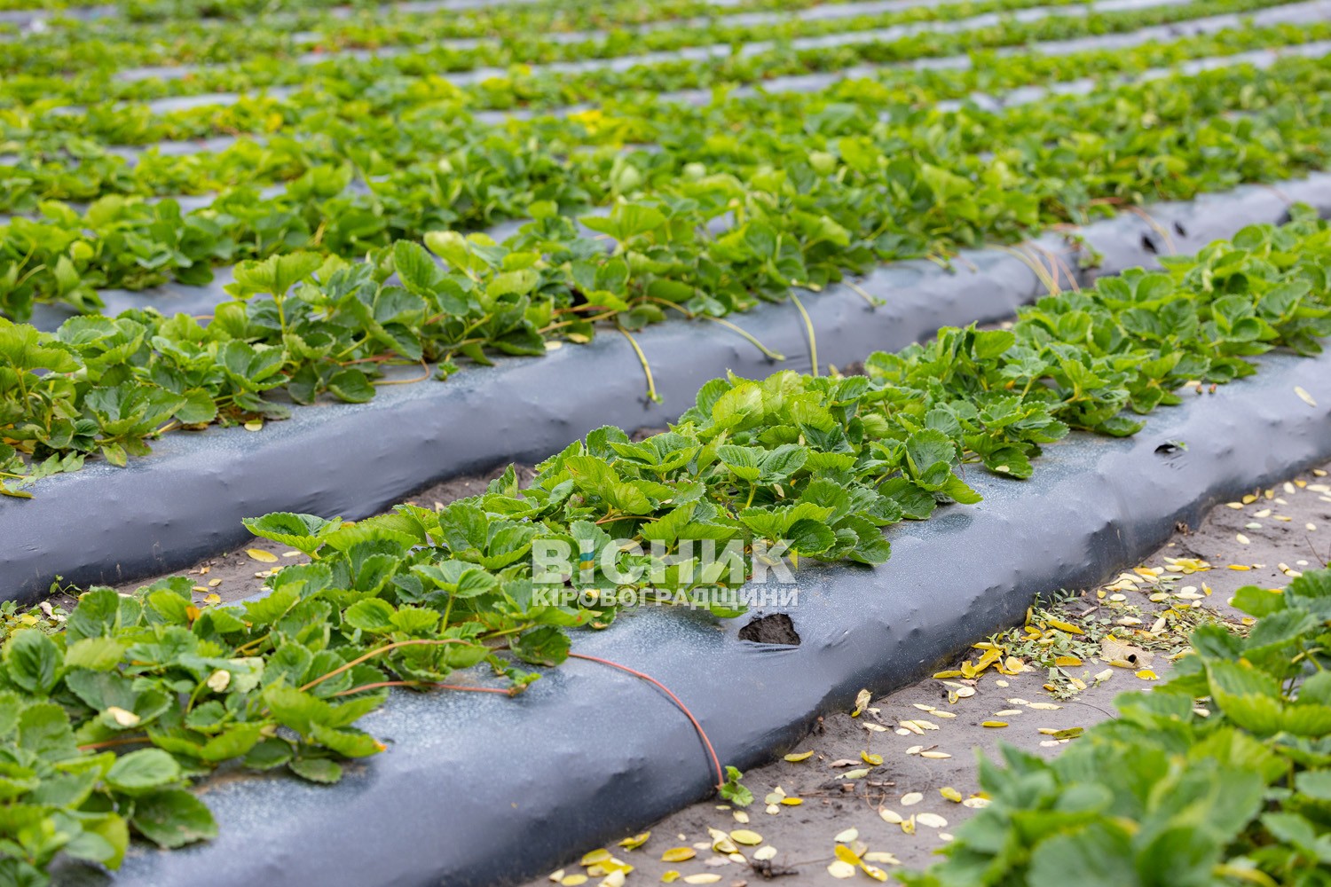 Полуниця, хризантеми і любов до життя: як Тамара Мирна з Іванівки на Кіровоградщині стала «ягідною фермеркою»