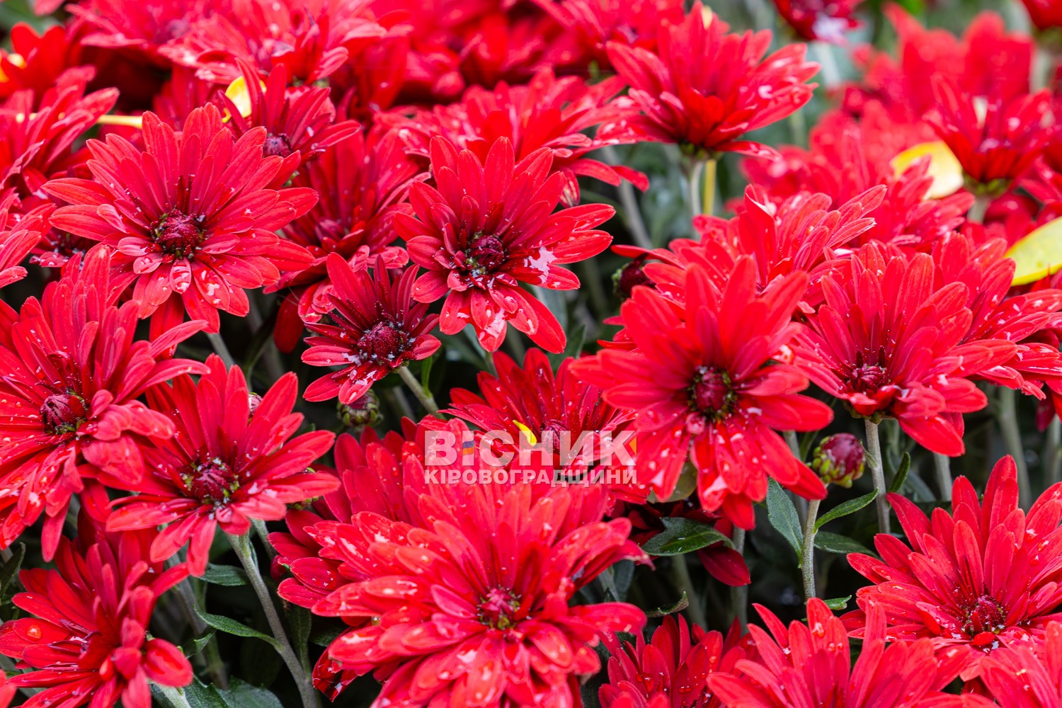 Полуниця, хризантеми і любов до життя: як Тамара Мирна з Іванівки на Кіровоградщині стала «ягідною фермеркою»