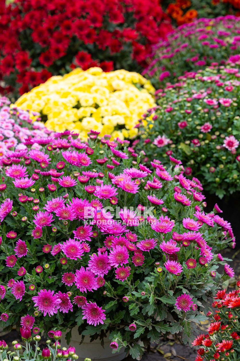 Полуниця, хризантеми і любов до життя: як Тамара Мирна з Іванівки на Кіровоградщині стала «ягідною фермеркою»