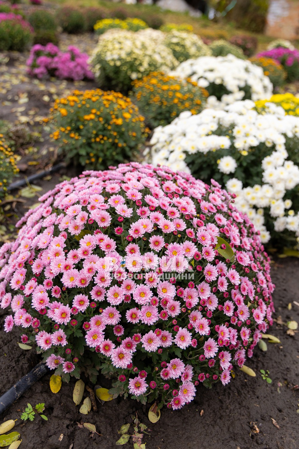 Полуниця, хризантеми і любов до життя: як Тамара Мирна з Іванівки на Кіровоградщині стала «ягідною фермеркою»