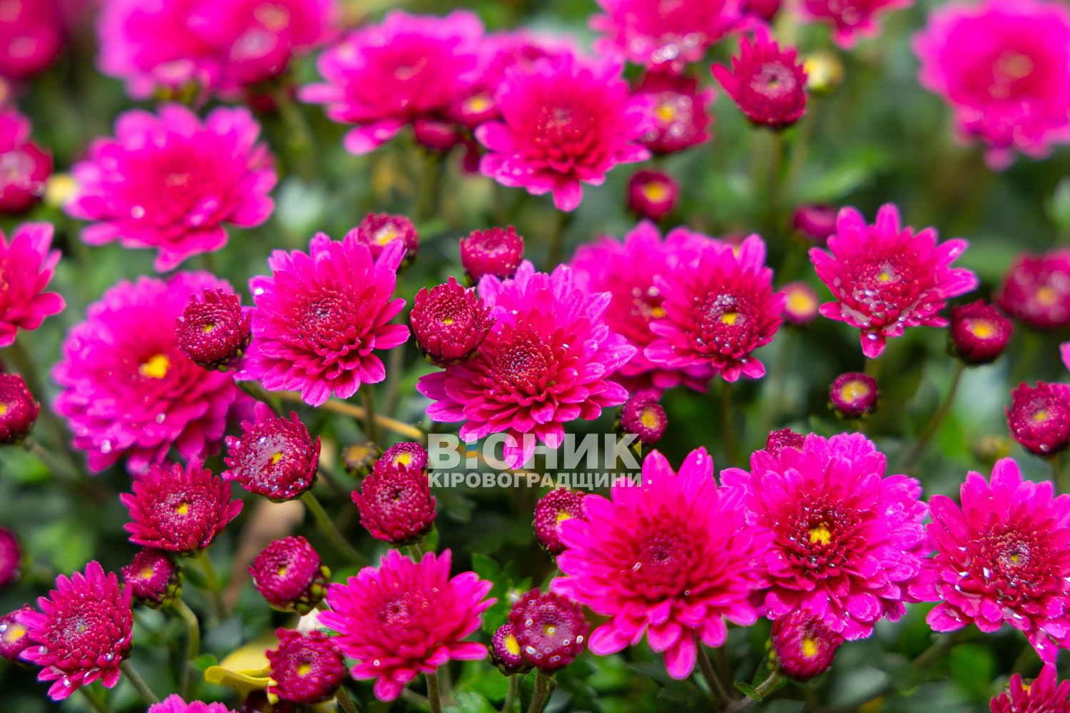 Полуниця, хризантеми і любов до життя: як Тамара Мирна з Іванівки на Кіровоградщині стала «ягідною фермеркою»