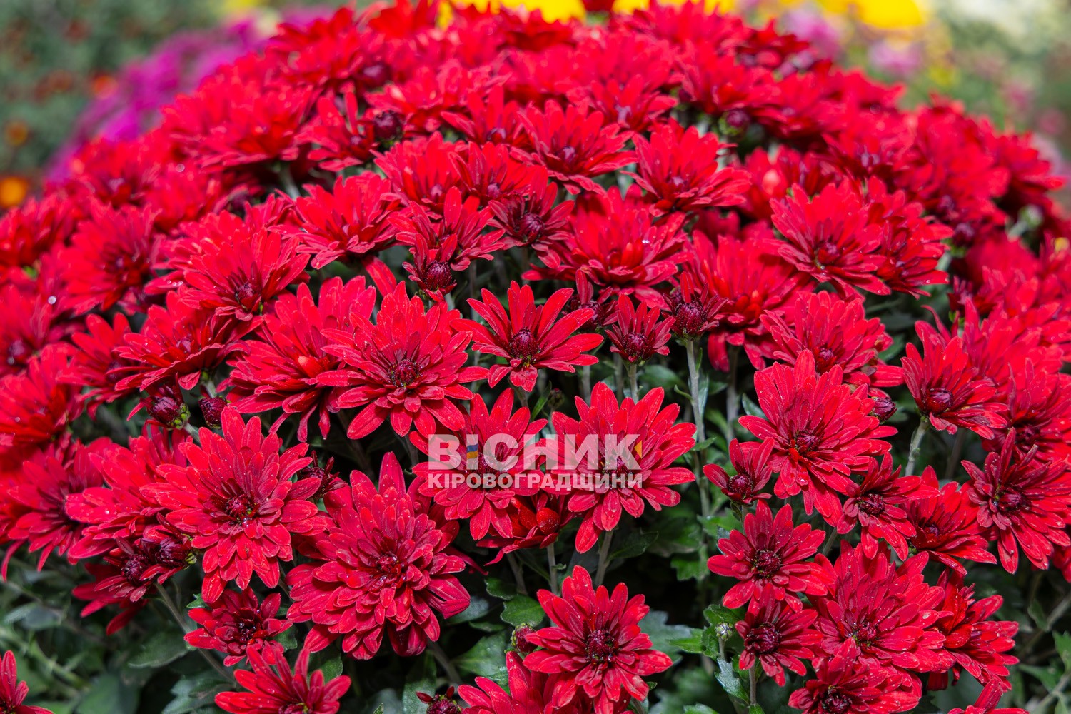 Полуниця, хризантеми і любов до життя: як Тамара Мирна з Іванівки на Кіровоградщині стала «ягідною фермеркою»