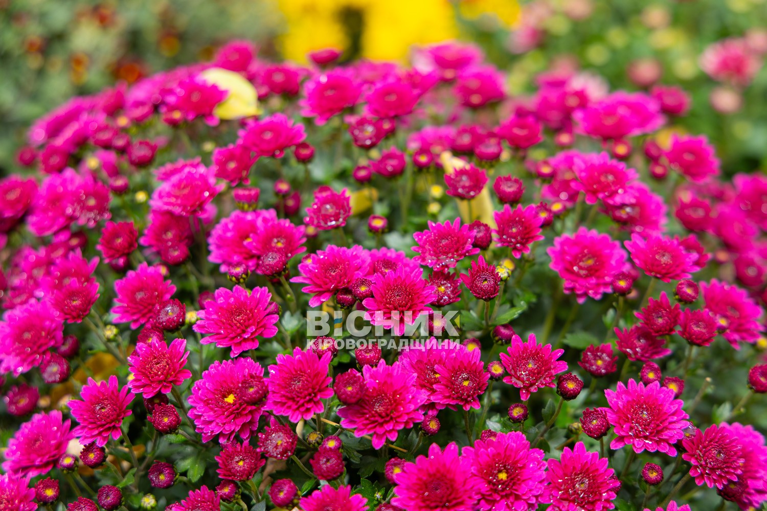 Полуниця, хризантеми і любов до життя: як Тамара Мирна з Іванівки на Кіровоградщині стала «ягідною фермеркою»